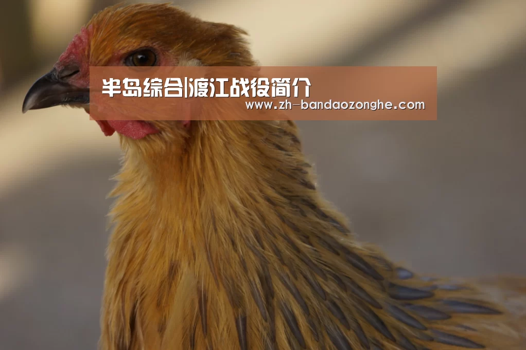 半岛综合|渡江战役简介