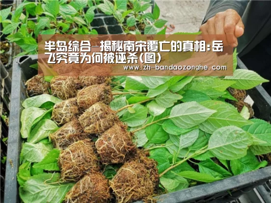半岛综合